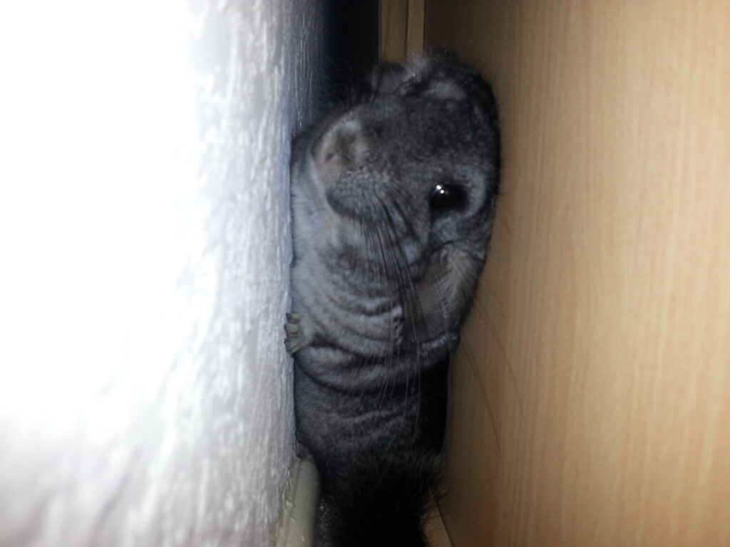 A chinchilla exploring a small space between a desk and the wall, showing how chinchillas like to access tight spaces. 