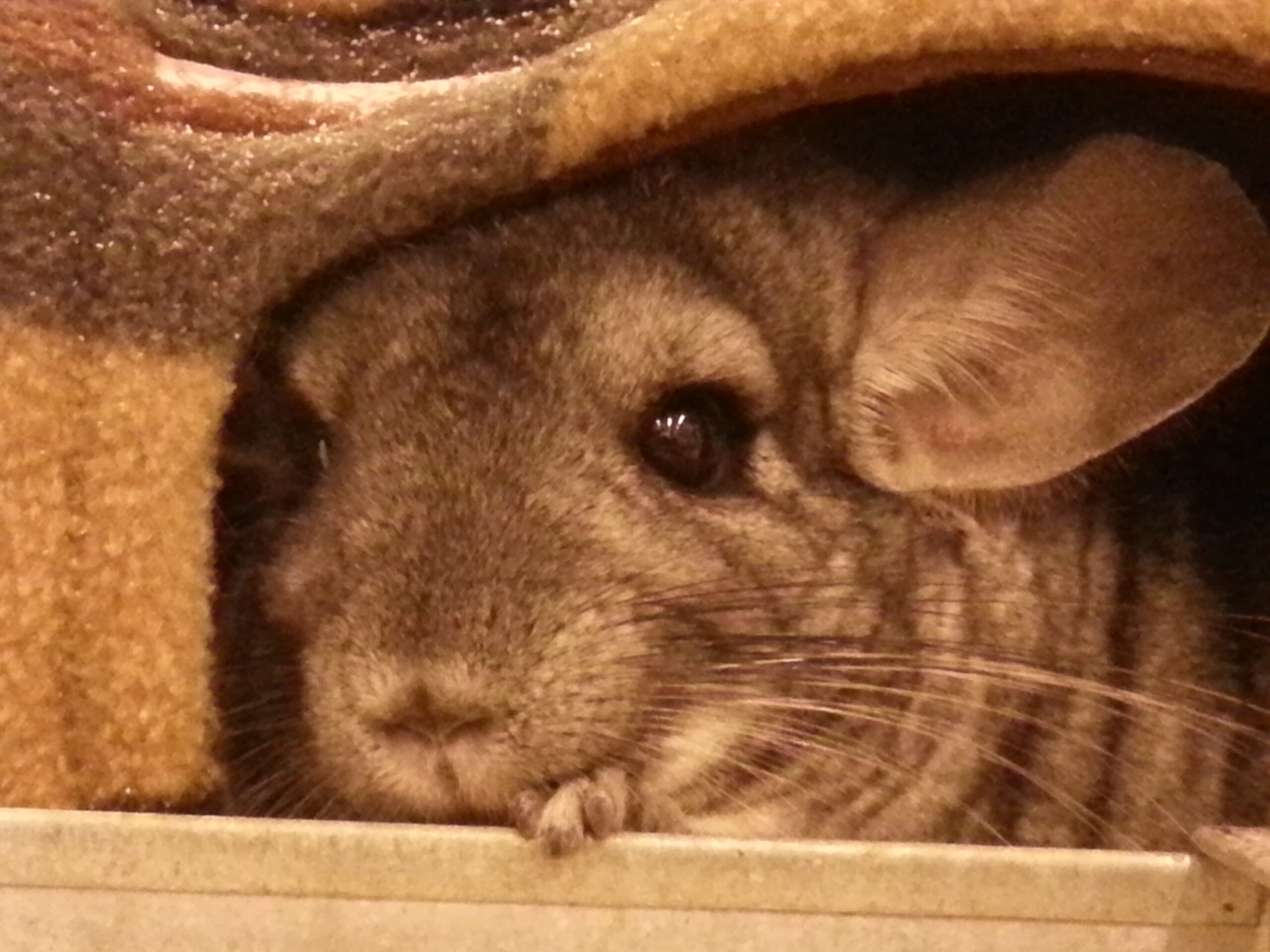 Introducing some of the chinchillas that live in Monty’s Manor