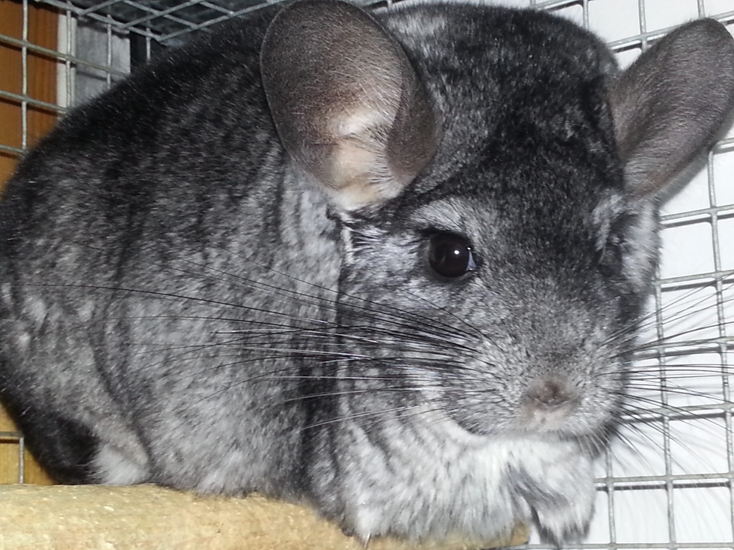 Photo of an older standard grey female chinchilla on a cage shelf. 