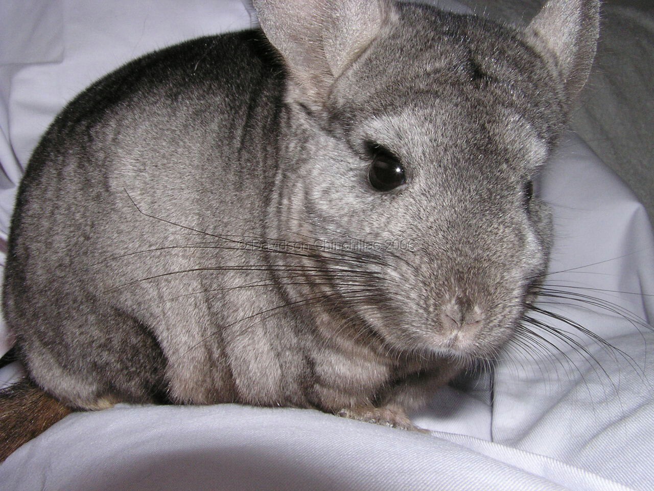 Considering a pet chinchilla? Getting the basics right.