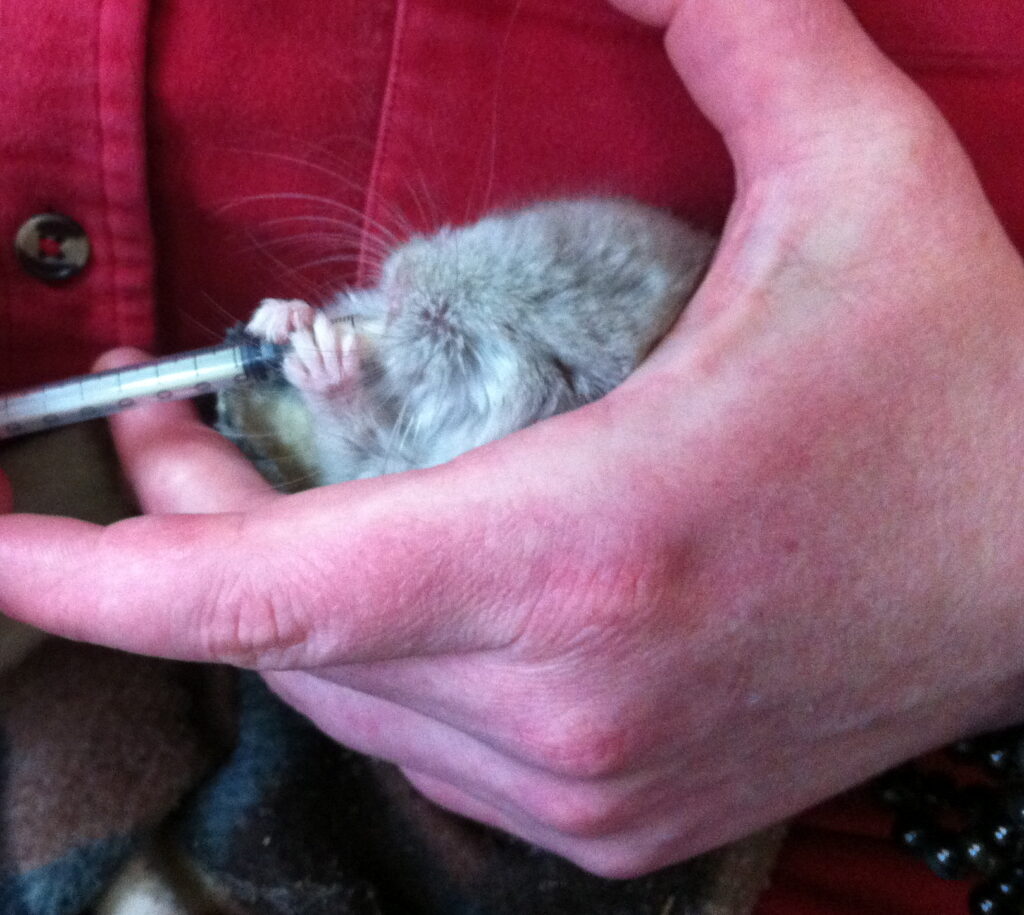 A photo of a very young chinchilla kit shown held in a hand whilst being hand fed via a 1ml syringe. 
The chinchilla kit is holding the syringe in its front paws and the syringe tip is in its mouth. 