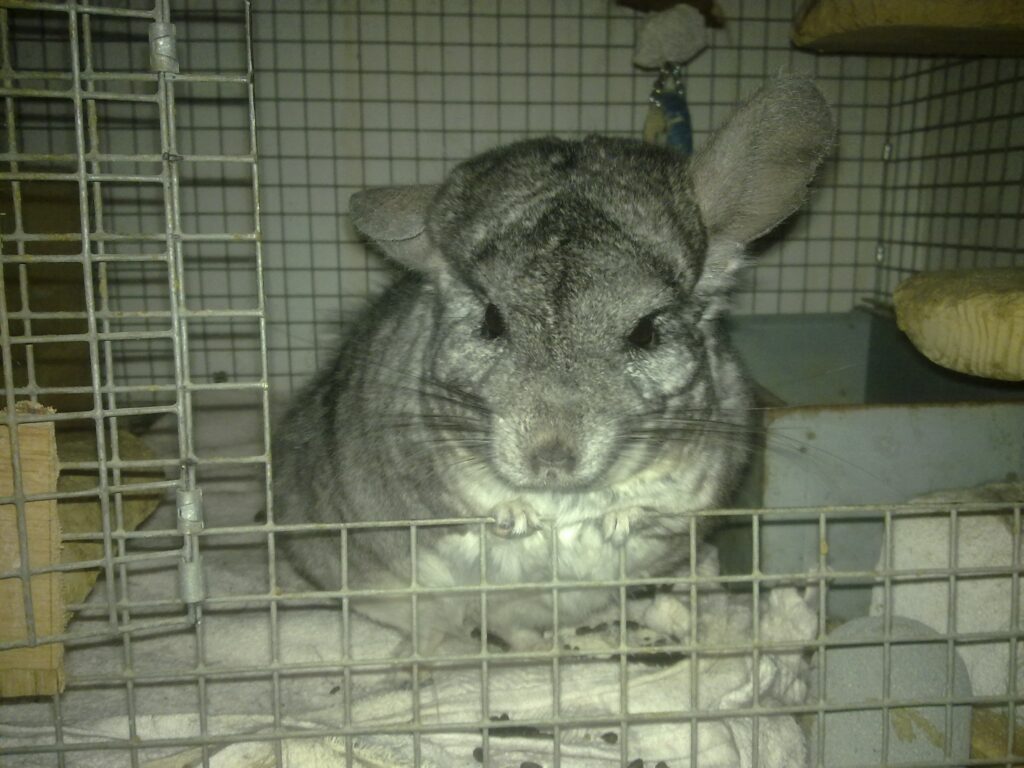 A photo of Monty the standard chinchilla in his cage.