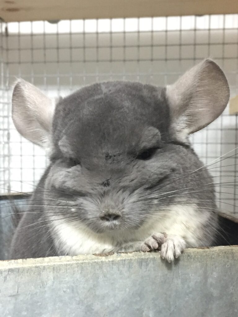 A violet chinchilla in a dust bath. 