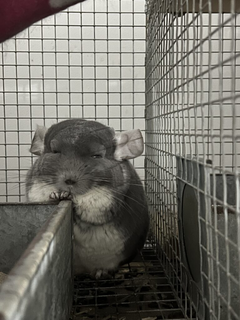 A photo of a violet chinchilla in a cage, sitting sleepily and resting his paws on the edge of a dustbath. 