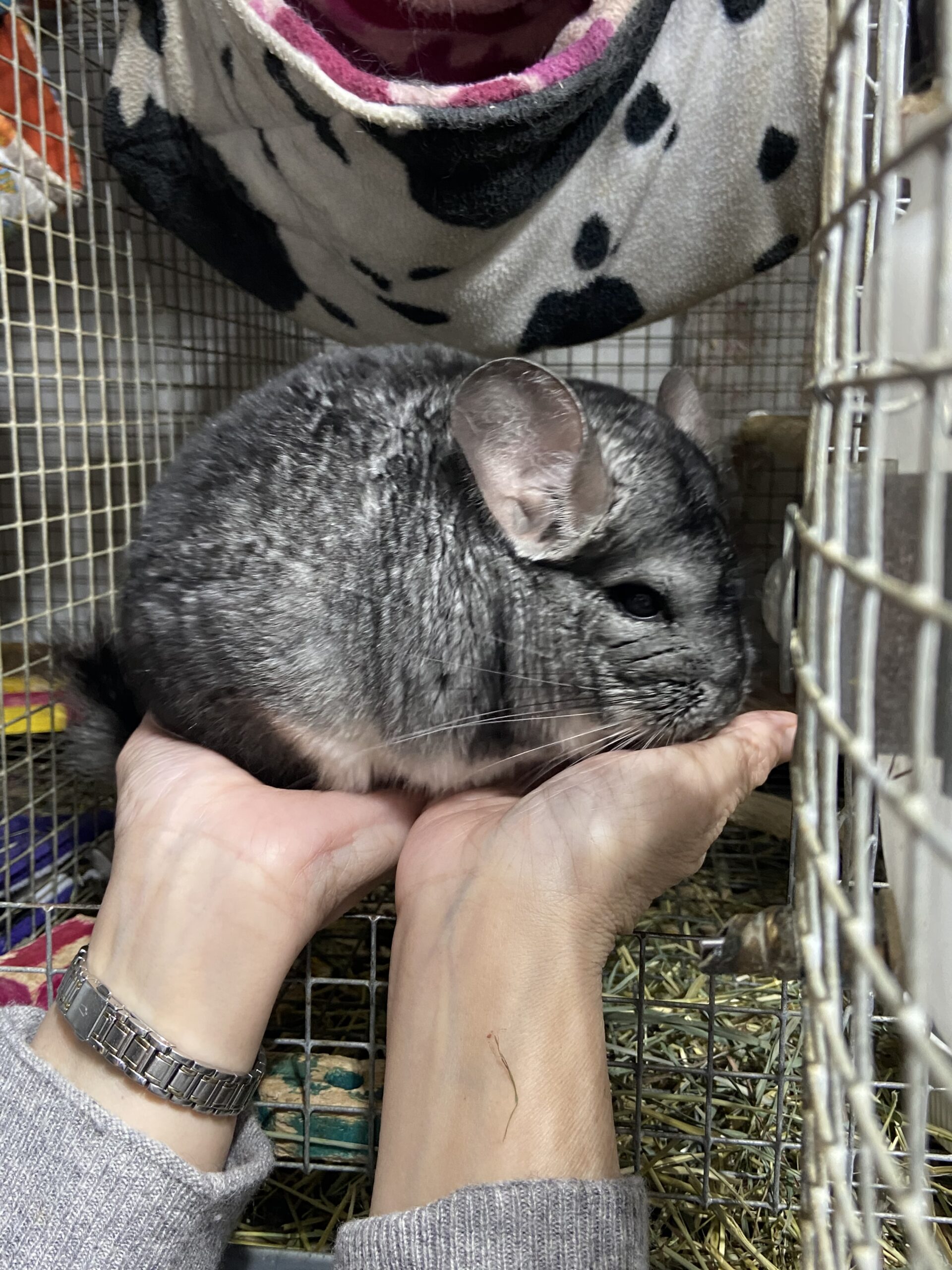 Chinchillas – from ancient history to becoming our pets