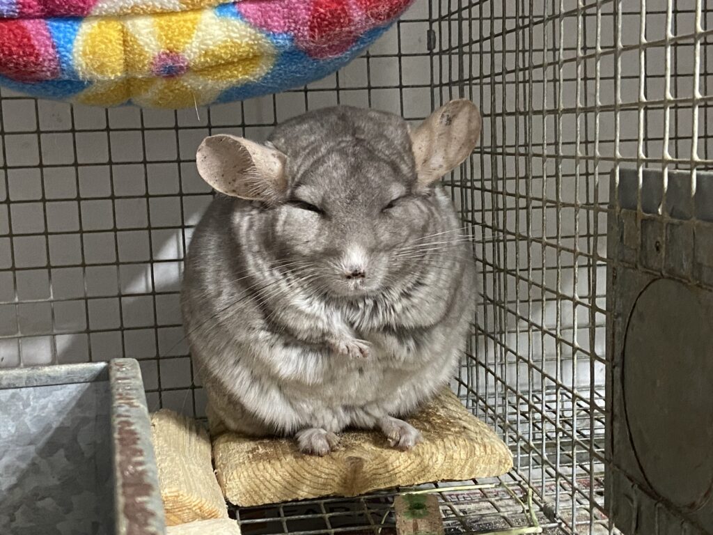 A beige chinchilla sitting up, asleep in his cage. 