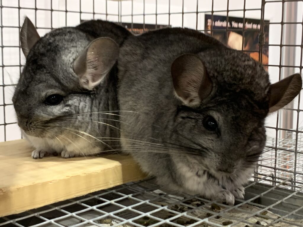 Photo of a pair of standard grey chinchillas in a cage. 