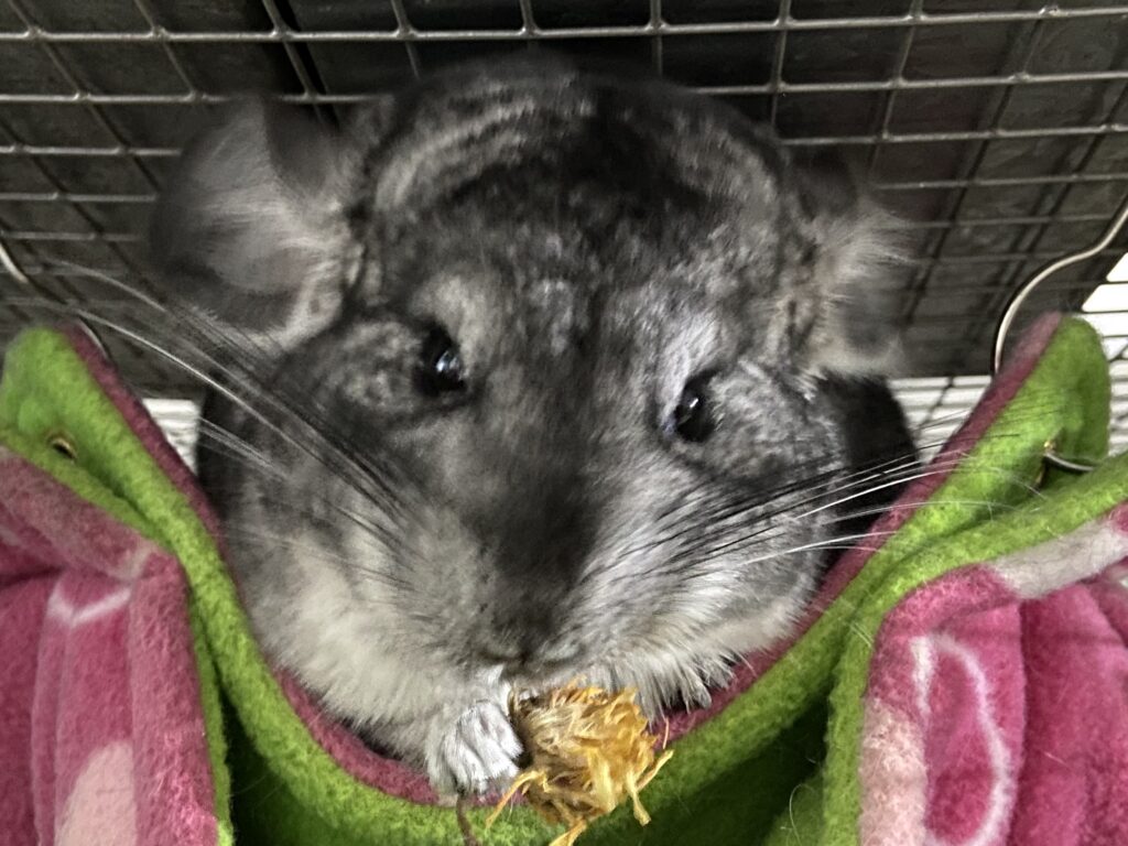 Photo of a chinchilla holding a dried marigold flower in its paws. 