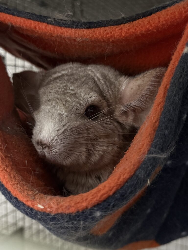 A chinchilla peering out from a fleecy hammock
