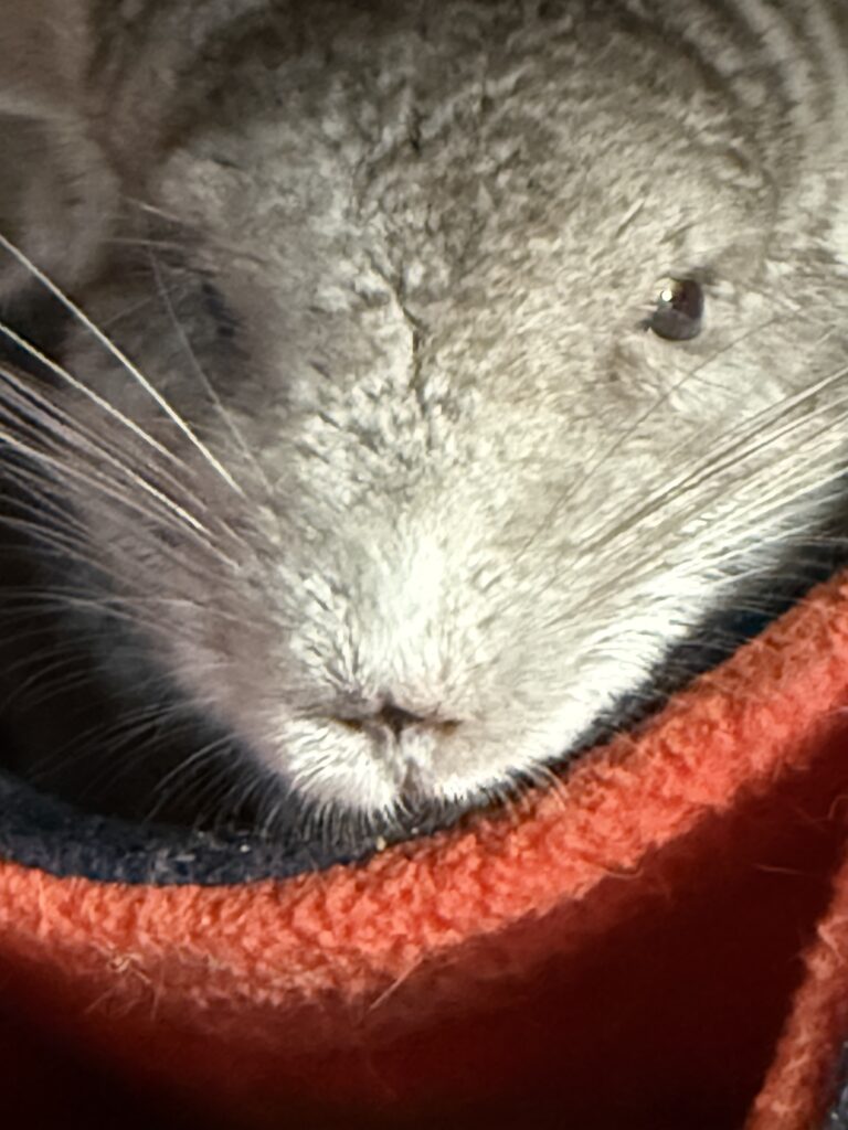 Photo of the face of a beige chinchilla inside a polar fleece pet bed. 