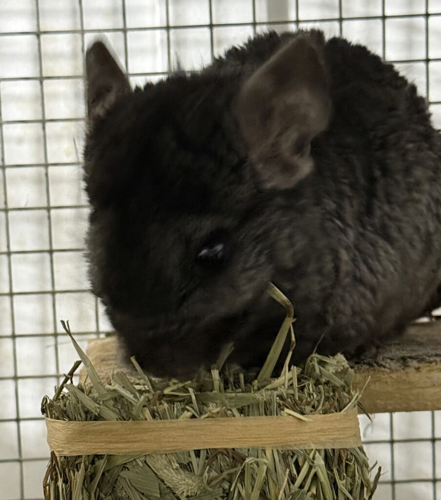 A photo of Chavin, a charcoal chinchilla, nibbling on a mini hay bale. 