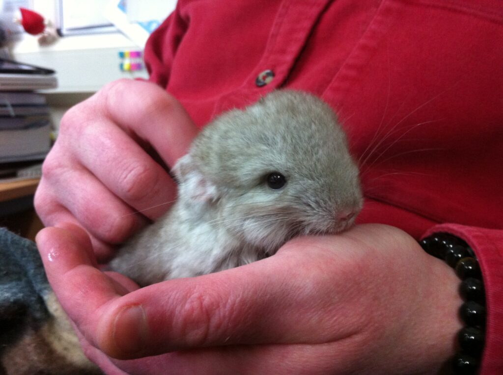 A photo of a chinchilla kit being held in a hand and stroked. 