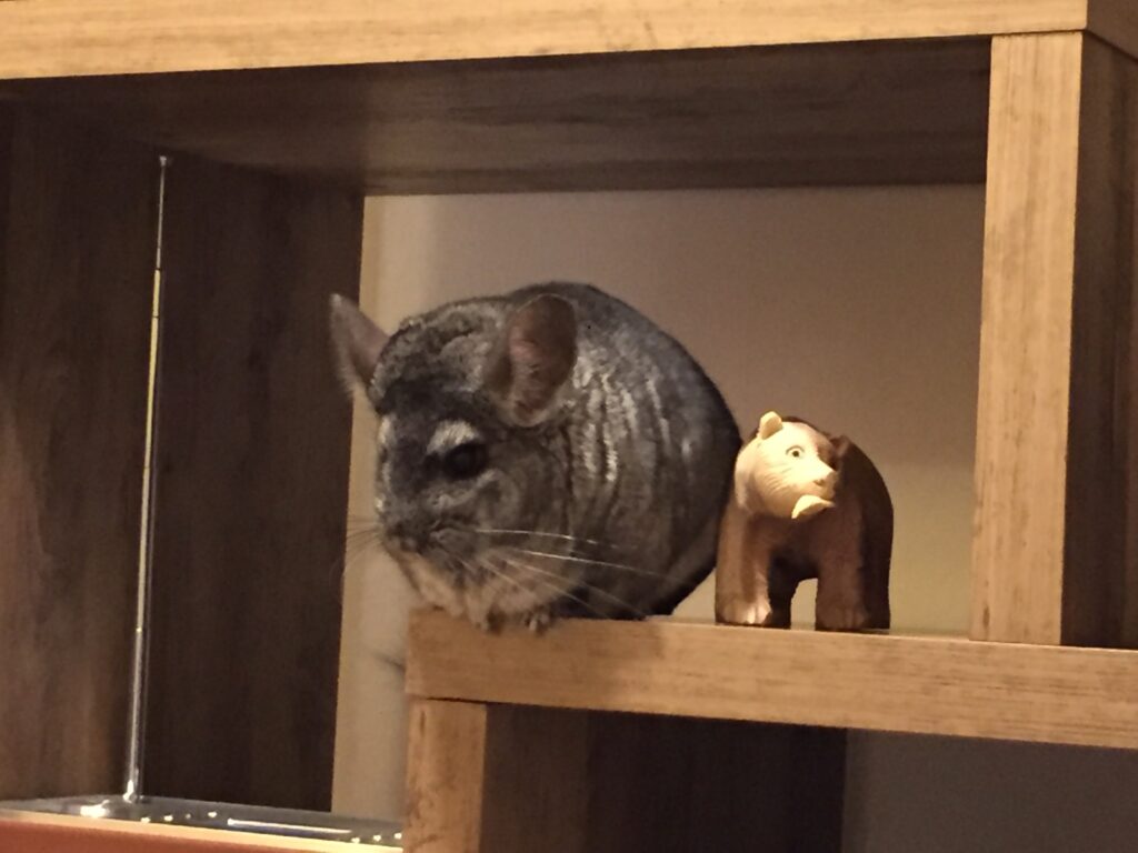 A chinchilla sitting on a display cabinet next to a wooden bear ornament. Chinchillas love to explore their environment and it is important to keep the environment safe for them. 