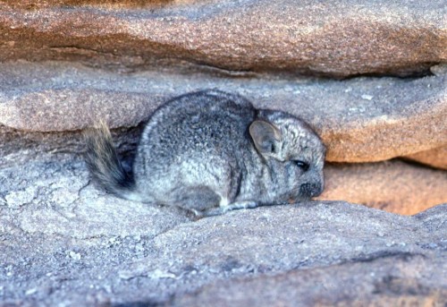 Photo of a wild chinchilla sitting amongst rocks - credit: small-mammals.org